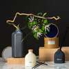 Купить Диффузор ароматический sandalwood, bergamot & citrus из коллекции edge, 200 мл, бежевый в Астане и по всему Казахстану.Диффузор ароматический sandalwood, bergamot & citrus из коллекции edge, 200 мл, бежевый, изображение 7